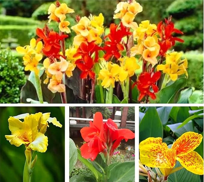 20 Canna Lily Seeds Mixed Flower Perennial Bonsai Rare Accent Plant Seeds Heirloom Canna Indica