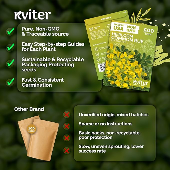 KVITER 500 Common Rue Seeds (Ruta Graveolens) - Rue Herb, Drought Tolerant, Perennial Heirloom Seed - Medicinal Herb Seeds in Seed Packets for Outdoor Garden, Garden Beds and Containerss