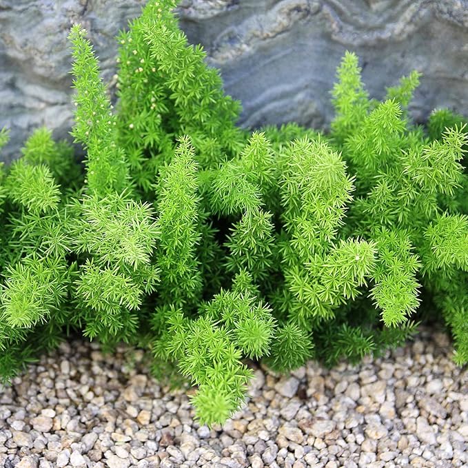Asparagus Fern Seeds - A. densiflorus meyerii - Approx 100 Seeds - Mountain Valley Seed