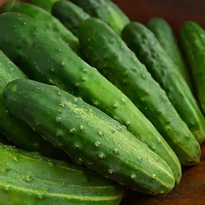Early Fortune Heirloom Cucumber - 25 Seeds - Heirloom & Open-Pollinated Variety, Non-GMO Vegetable Seeds for Planting in The Home Garden, Thresh Seed Company