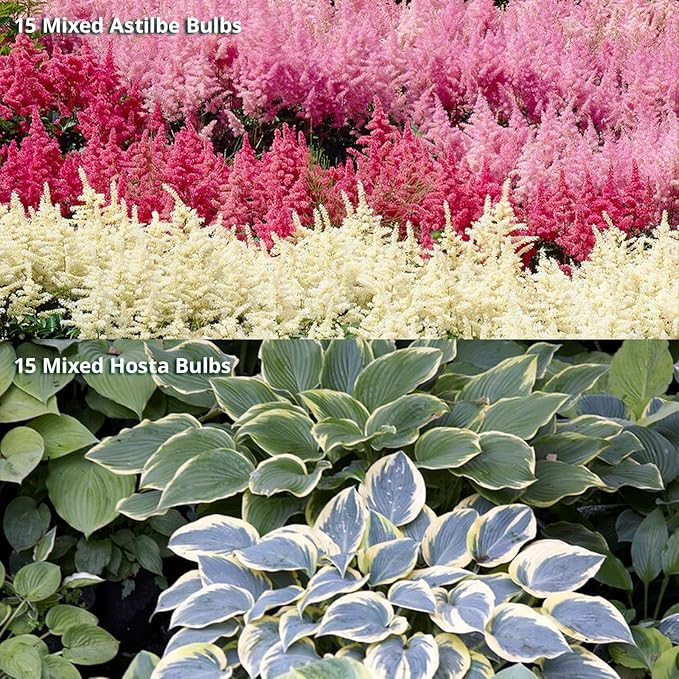 Complete Shade Perennial Flower Bulb Garden - 30 Bulbs for 50 Days of Continuous Blooms (Summer Color from July Through October) - Easy to Grow Summer Planting Bulbs by Willard & May