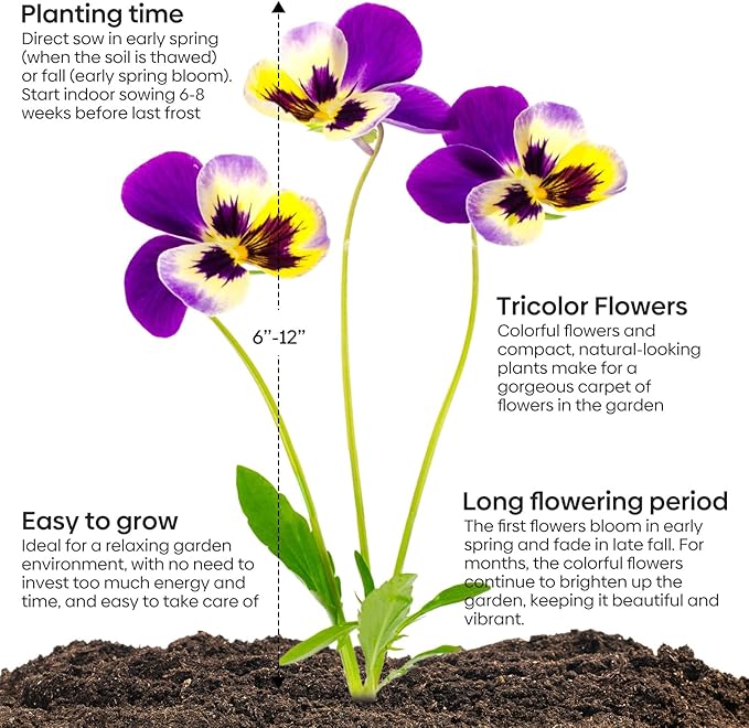 Groundio Johnny Jump Up Seeds, 10000+ Perennial Wild Violet Seeds for Planting, Edible Flowers, Non-GMO | Heirloom | Attracts pollinators, Grown in The USA