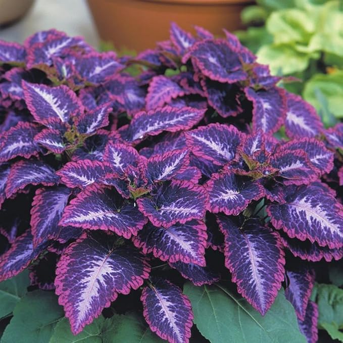 200+ Rainbow Coleus Seeds for Planting - Mix Coleus Seeds Non-GMO Heirloom Beautiful Flowers to Plant Indoors or Outdoors