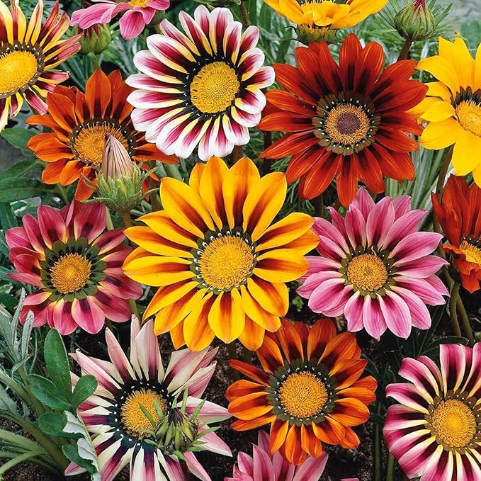 350+ Mix Gazania Seeds for Planting Heat & Drought Tolerant Garden Gazania Flower Ground Cover Plants for Home Garden Outdoor
