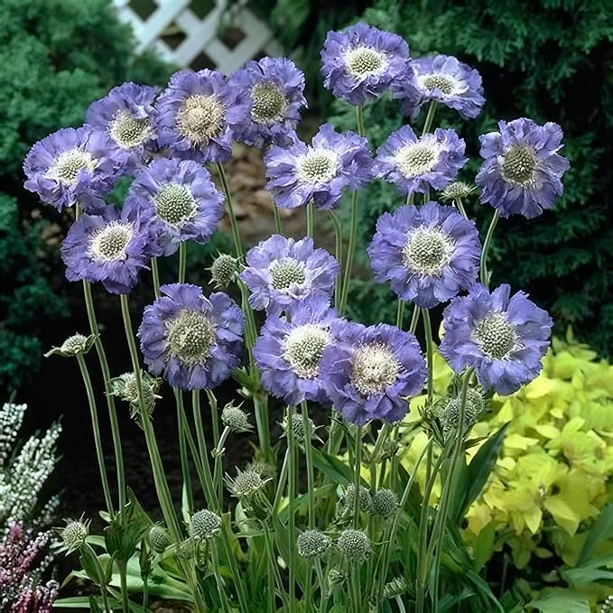 Scabiosa Flower Seeds for Planting, 200+ Mixed Color Scabiosa Seed, Perennial Flower Plants, Non-GMO Heirloom Pincushion Seeds for Home Decoration Garden Outdoor