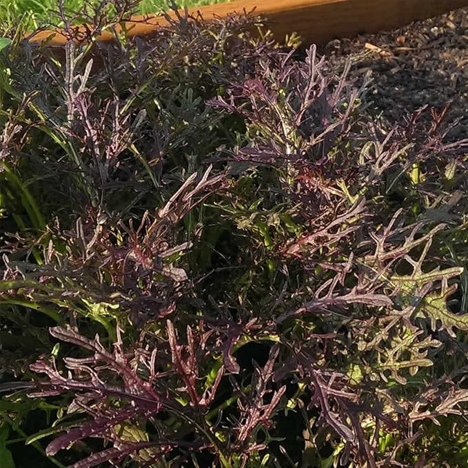 Red Leaf Mizuna Mustard Garden Seed - 1 Oz ~8,400 Seeds - Non-GMO, Heirloom Vegetable, Herb & Microgreens Gardening Seeds