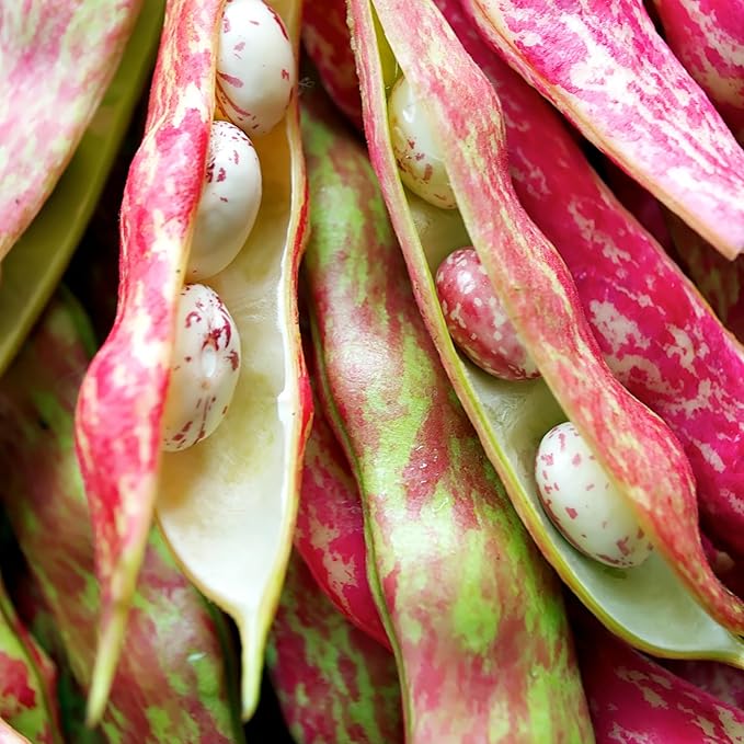 Organic Pinto Bean Seeds - USDA Organic, Non-GMO, Open Pollinated, Heirloom, USA Origin (5 Packets - 100 Grams - Approx 180 Seeds)