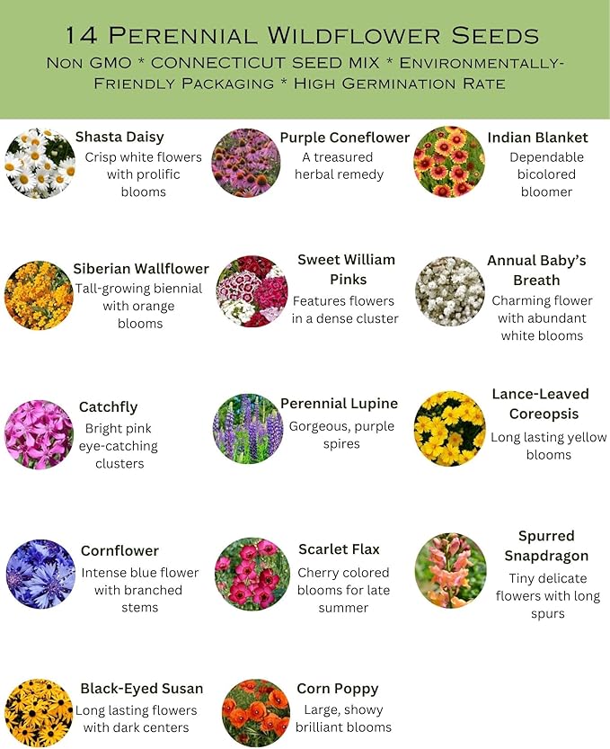Connecticut Bulk Perennial Wildflower Seed Mix 1lb Covers 2,000sq-ft - Attract Pollinators, Multi-Color Blooms - Northeast US Species Plant in Spring/Fall - Earth-Friendly Packaging (1/2 Pound)