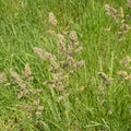 Orchard Grass Seesd for Planting - Potamac Orchardgrass (5 Pounds)