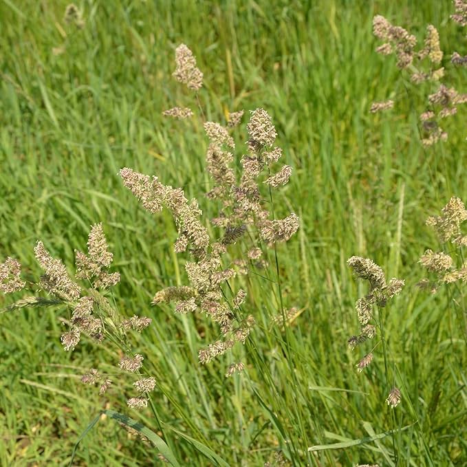 Orchard Grass Seesd for Planting - Potamac Orchardgrass (8 Ounces)
