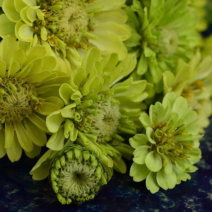 Green Envy Zinnia - 50 Seeds - Heirloom Green Zinnia Variety, Attracts Bees & Butterflies, Pollinator-Friendly, Non-GMO Flower Seeds for Planting Outdoors in The Home Garden, Thresh Seed Company