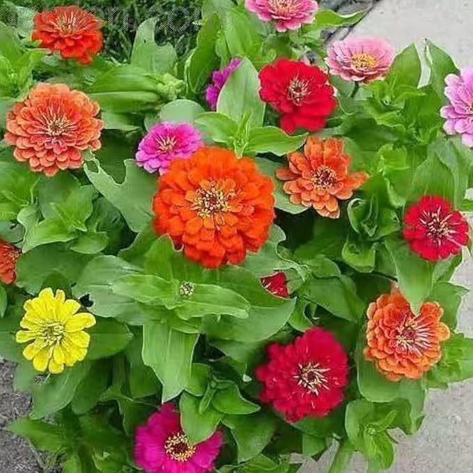 50 Mixed Color Zinnia Seeds – Vibrant Annual Garden Flowers, Easy-to-Grow Heirloom Blooms for Cut Flowers and Bouquets