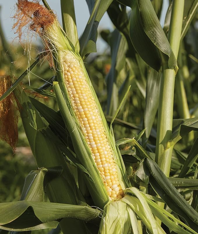 Burpee Sweetness Sweet Corn Seeds 200 seeds