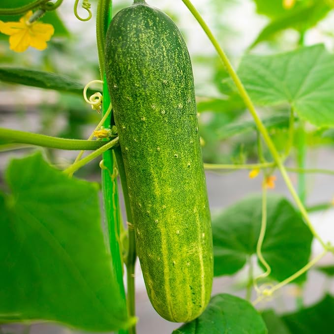 TKE Farms & Gardens - Cucumber Seeds, Straight Eight, 55 Non-GMO Heirloom Pickling Cucumber Seeds, Ideal for Slicing, Salads and Crisp Pickles, Includes Easy-to-Follow Instructions, Qty 1