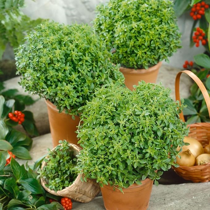 Organic Dwarf Greek Basil Seed 1 Oz ~18,000 Seeds – Non-GMO Heirloom Herb Seeds for Planting Indoors or Outdoors – Sweet, Peppery Flavor – Container Friendly, Edible, Pollinator Friendly