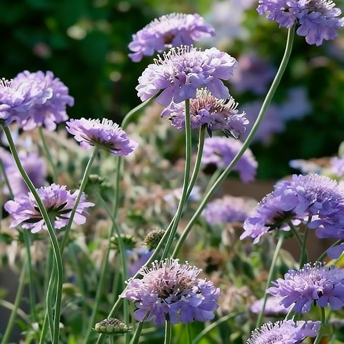 Pincushion Flower Seed for Planting, 300+ Scabiosa Seeds, Perennial Flower Plants, Non-GMO Heirloom Scabiosa Seed for Home Garden