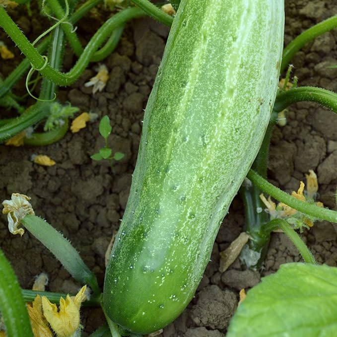 Garden Bush Slicer F1 Hybrid Cucumber Seeds - 1 Oz ~950 Seeds - Non-GMO, F1 Hybrid - Vegetable Garden - Cucumis sativus