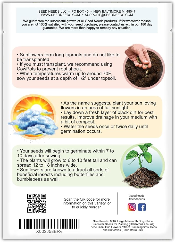 Seed Needs Sunflower Seeds to Plant Mammoth Grey Stripe | 1.5 Ounce Large Resealable Pouch Heirloom Seeds Helianthus Annuus Non GMO | Bulk Tall Growing Sun Flowers