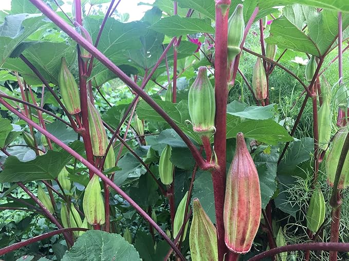 Okra Hill Country Red Seeds (25 Count) COOL BEANS N SPROUTS Brand. Home Gardening.