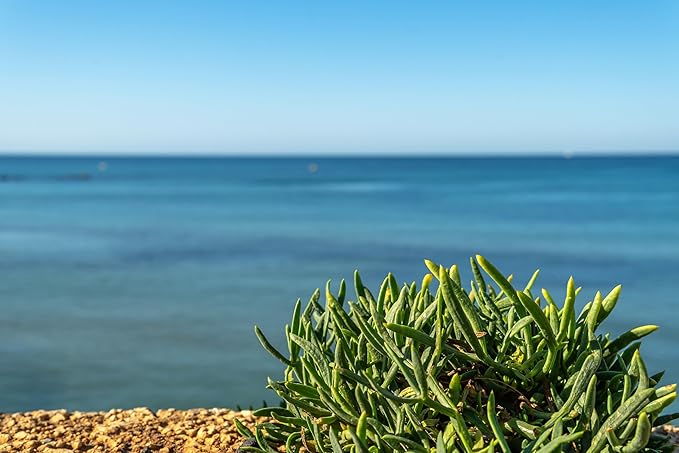 40 SEA Fennel Rock Samphire Crithmum Maritimum Fragrant Herb Edible Vegetable Yellow Flower Seeds