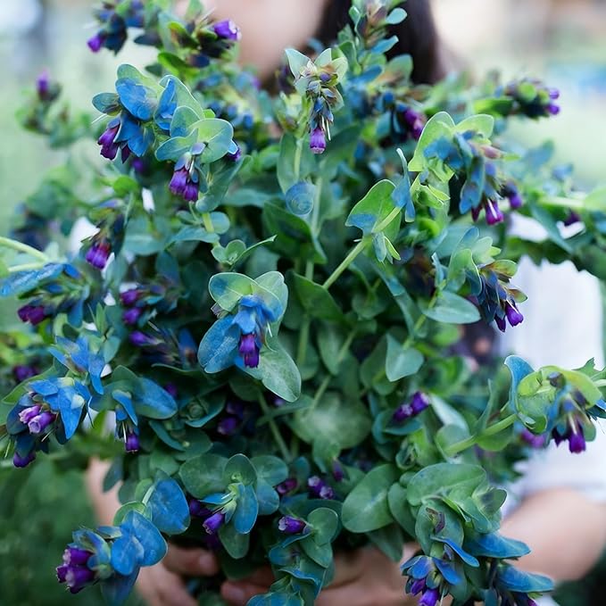 Cerinthe Major Honeywort Flower Seeds for Planting, 100 Purple-Blue Honeywort Seeds, Perennial Plants, Non-GMO Heirloom Major Honeywort Seed for Garden, Borders, Container Displays