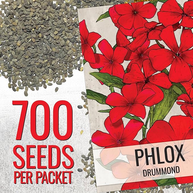 Seed Needs Phlox Seeds for Planting Red Drummond Phlox - Heirloom & Open Pollinated Annual Flowers to Attract Butterflies & Bees to a Butterfly Garden (5 Packs)