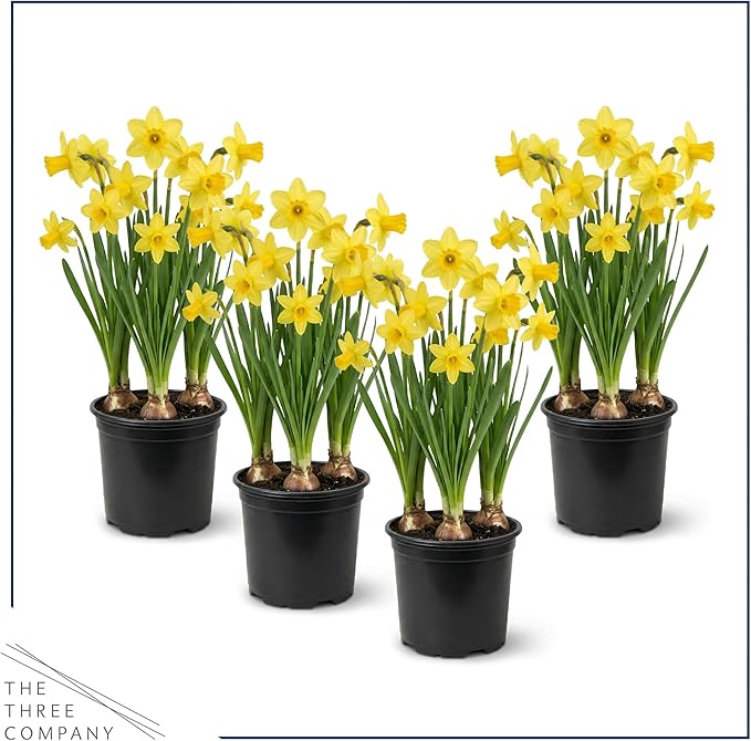 Live Flowering Daffodil (4 Per Pack) - Yellow, Beautiful Spring Bulbs, Ships Dormant in 1 Pint Pot, Blooms in 2-3 Weeks