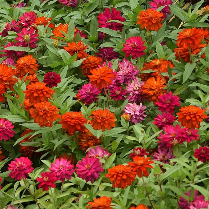 Eden Brothers Zinnia Seeds - Zahara Double Cherry & Double Fire