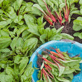 Organic Rhubarb Swiss Chard Seeds - 1 Oz ~1500 Seeds - Non-GMO, Certified Organic, Heirloom - Vegetable Garden, Growing Microgreens - Beta vulgaris