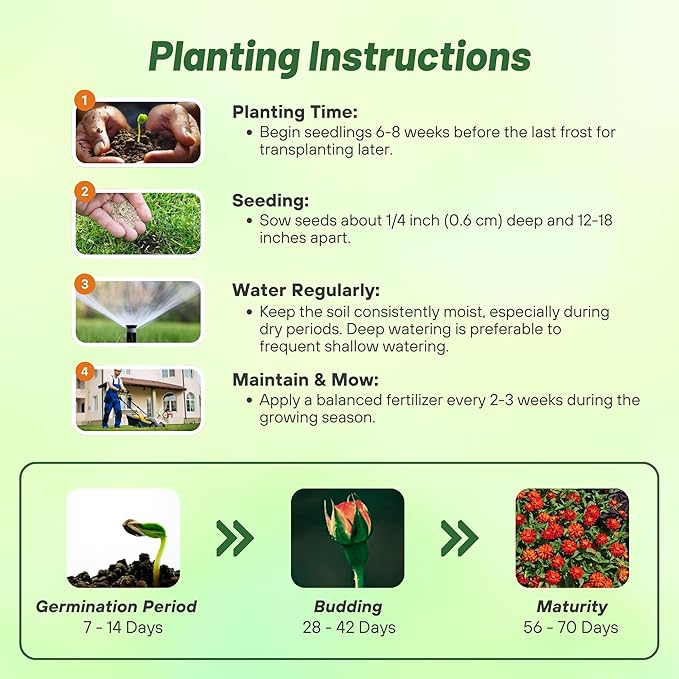 Outsidepride Marylandica Zahara Double Fire Zinnia Seeds for Planting Outdoors – 100Pcs Annual, Heat & Drought Tolerant, Butterfly-Attracting, Ideal for Plant Beds & Cut Flower Garden (AAS Winner)