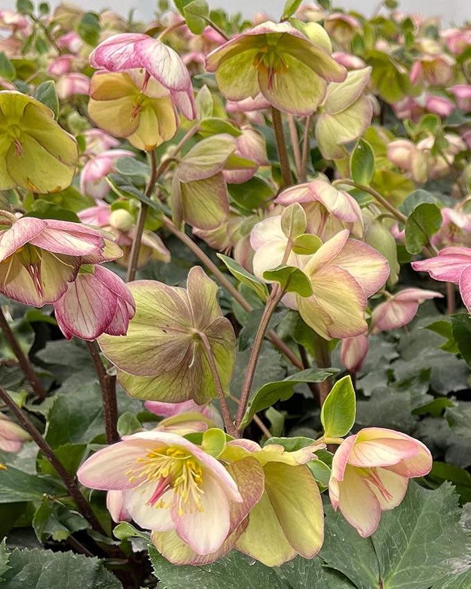 Perennial Farm Helleborus HGC® Ice N' Roses® Picotee No. 1