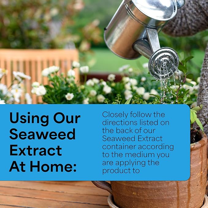 Grow More Liquified Seaweed Extract Fertilizer for Plants - 1 Gallon of Liquefied Natural Liquid Kelp Fertilizer - 11% Organic Kelp Plant Food for Transplant Protection & Root Development