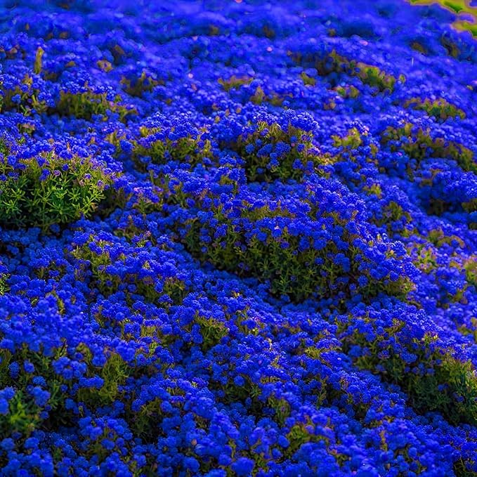 21500+ Creeping Thyme Seeds Ground Cover Plant Seeds Perennial- Non-GMO Heirloom Flower Creeping Thyme Seeds for Planting