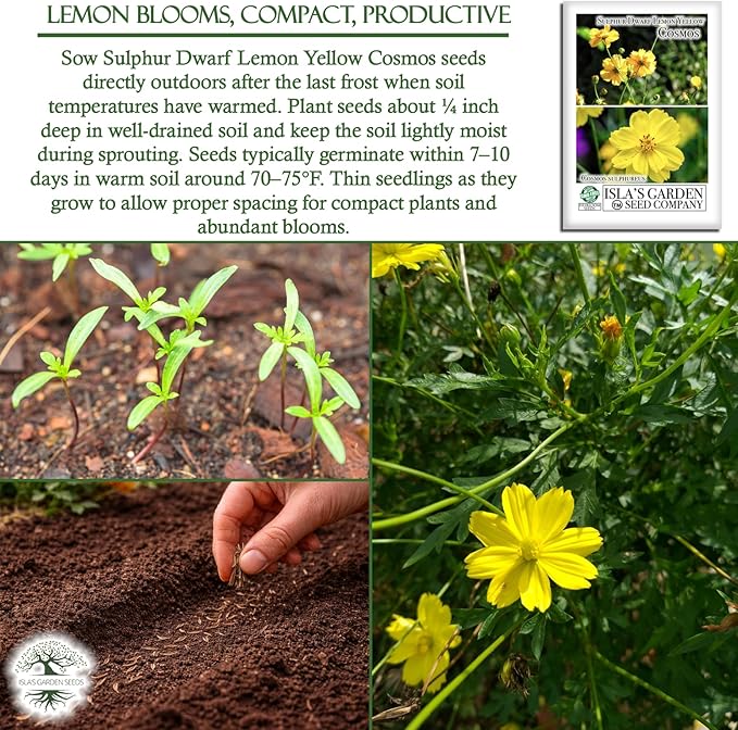 Lemon Yellow Sulphur Dwarf Cosmos Seeds (Cosmos sulphureus) – 100+ Heirloom Non-GMO Seeds by Isla’s Garden Seeds, Soft Yellow Compact Blooms, Pollinator-Friendly Summer Flowers for Beds & Containers