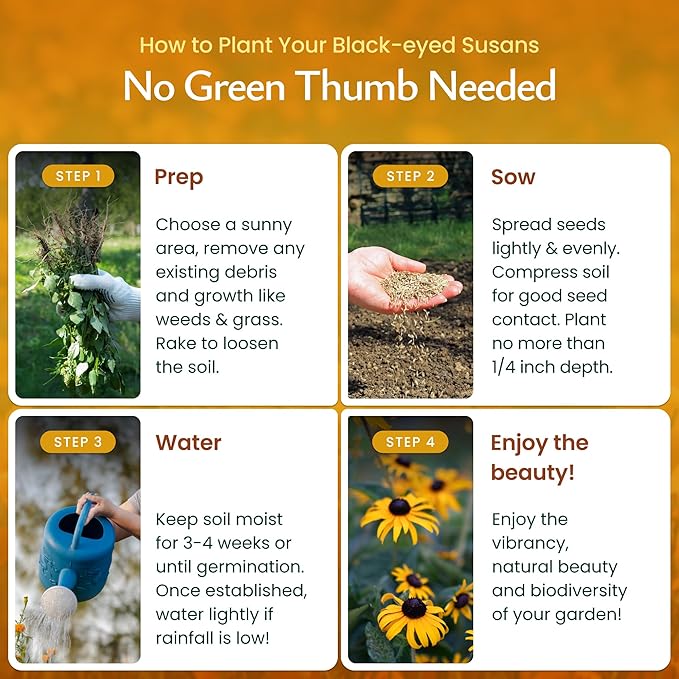 Created By Nature Black-Eyed Susan Wildflower Seeds, 55,000 Non-GMO Yellow Daisy Seeds
