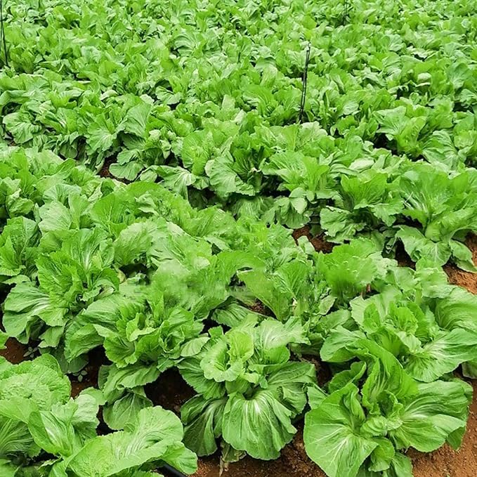 500 Pcs Florida Broadleaf Mustard Seeds,Green Mustard Seeds Heirloom Non-GMO Chinese Asian Vegetable Seeds Fresh Garden Seeds