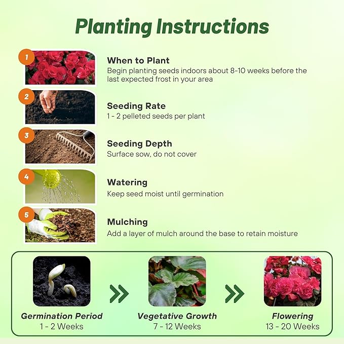 Outsidepride Dark Rose Limitless Begonia Seeds for Planting - 25 Pcs Perennial Flower Seeds with Large Blooms, Arching & Pendulous Growth Habit, for Containers, Hanging Baskets, or Landscape Plantings
