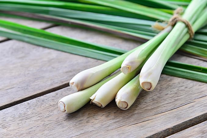 TKE Farms & Gardens - Lemongrass Seeds for Planting, Over 750 Non-GMO Seeds, Grow Indoors & Outdoors for Fresh Herbs Year Round, Easy-to-Grow Aromatic Herb for Cooking, Teas & Wellness