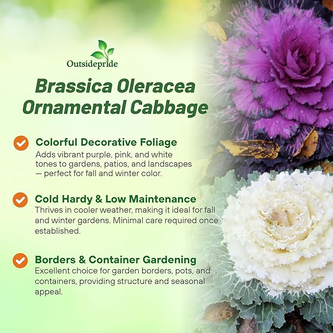 Outsidepride Ornamental Cabbage Flower Seeds - 1000 Pcs. Annual, Cold Tolerant & Low Maintenance, Flower Seeds for Planting Vibrant Mixed Blooms, Great for Garden Edging, Borders, & Container Displays