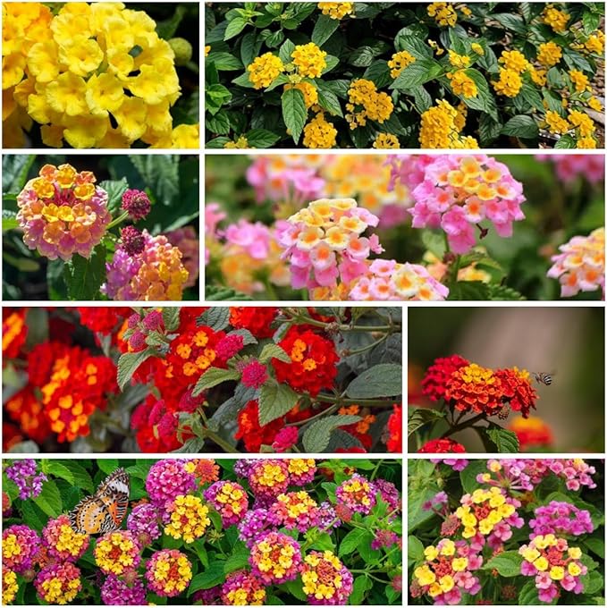 300+ Lantana Flower Seeds – Colorful Perennial Mix, Attracts Butterflies & Hummingbirds, Drought & Heat Tolerant, Long-Blooming Garden Flowers for Outdoor Planting