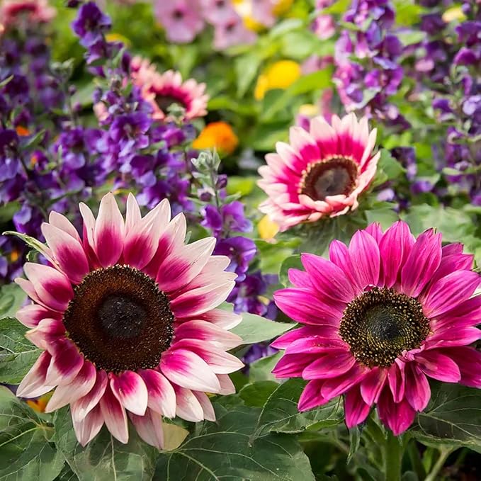 ZEshops 50pcs Rare Strawberry Pink Sunflower Seeds - Non-GMO Heirloom, Easy Grow Instructions Included - Unique Garden Addition