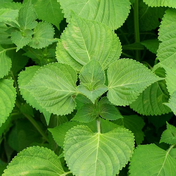 Shiso Seeds - Green - 0.25 Oz - Non-GMO Herb Garden & Microgreens/Micro Herbs - AKA: Perilla, Beefsteak Plant