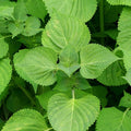 Shiso Seeds - Green - 0.25 Oz - Non-GMO Herb Garden & Microgreens/Micro Herbs - AKA: Perilla, Beefsteak Plant