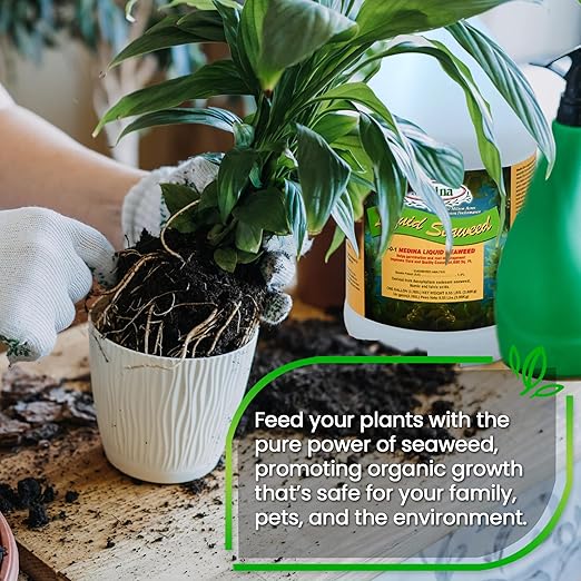 Medina Liquid Seaweed Fertilizer for Plants - Concentrated Seaweed Fertilizer for Lawn and Garden - Enhances Plant Growth and Soil Health - Ready to Spray - 1 Gallon Covers 64000 Sq. Ft.