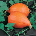Organic Golden Delicious Winter Squash Seeds - 4 g Packet ~25 Seeds - Non-GMO, Certified Organic, Heirloom - Vegetable Garden - Cucurbita Maxima