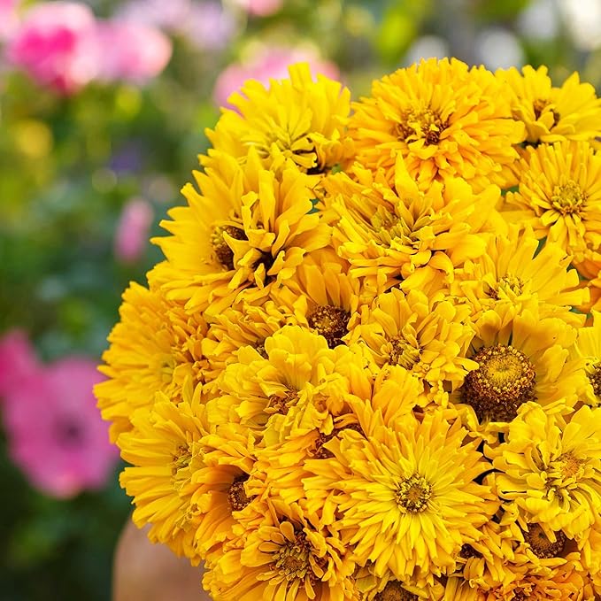 Eden Brothers Zinnia Seeds - Super Cactus Sungod, Non-GMO Seeds for Planting, Packet | Low-Maintenance Flower Seeds, Plant During Spring, Zones 3, 4, 5, 6, 7, 8, 9, 10