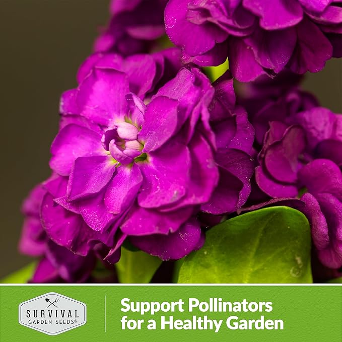 Stock Flower Seeds for Planting - Matthiola Incana Hoary Stock, Fragrant Cut Flower Garden, Vintage Harmony Mix, Non-GMO Heirloom - Survival Garden Seeds (3 Packs)