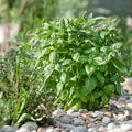 Piedmont Basil Herb 1 Oz ~18,500 Seeds – AAS Winner 2025 – Ocimum basilicum – Non-GMO, Open-Pollinated – 60-75 Days – Indoor & Outdoor Herb – Disease Resistant – Dense, Upright Growth
