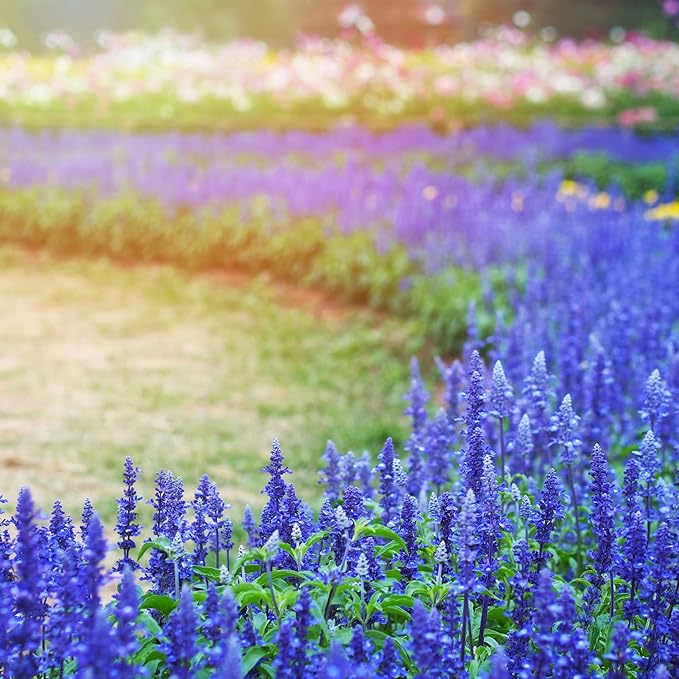 Park Seed Blue Queen Salvia Seeds, Deep Blue Bloom Spikes for Pollinators, Dwarf Perennial with Vertical Form and Drought Tolerance, Pack of 50