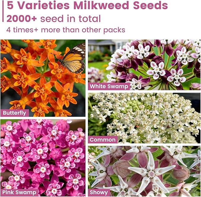 Milkweed Seeds Mix for Monarch Butterflies - Fruivity 5 Varieties Perennial Wildflower Milkweed Seeds Non-GMO Butterfly, Common, Showy, Pink Swamp & White Swamp - Flower Seeds for Pollinator Garden